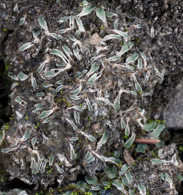 Riccia sorocarpa